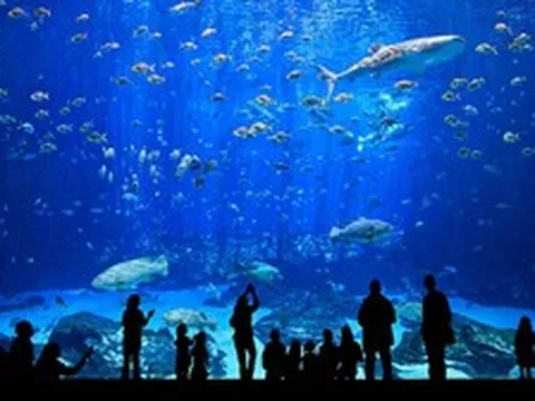 Việt Nam sắp có công viên thủy cung lớn nhất thế giới: Rộng hơn sân Mỹ Đình, sức chứa lên đến 450 triệu lít nước