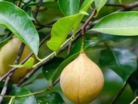 Đắt hơn sầu riêng, loại quả quý hiếm của Việt Nam vừa đón tin vui đầu năm: Xuất khẩu tăng mạnh 52%, trồng ít nhất 3 năm mới được thu hoạch