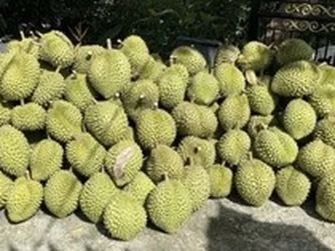 Giá sầu riêng Ri6 rơi tự do, nông dân đứng ngồi không yên
