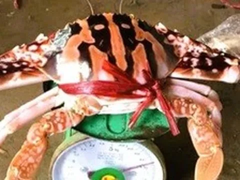 Vụ hóa đơn bữa ăn 18 triệu đồng: Ghẹ đỏ là hải sản gì mà giá tới 1,7 triệu/kg ở Sầm Sơn?