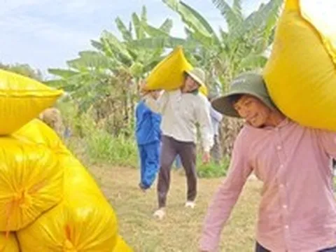 Lý do Việt Nam nhập khẩu lúa gạo đứng thứ 2 thế giới