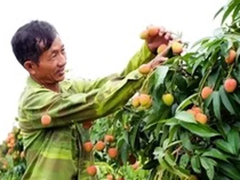 Khóc, cười mùa vải thiều Bắc Ninh