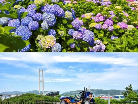 Băng qua biển hoa 900.000 bông cẩm tú cầu: Lễ hội hoa cẩm tú cầu Jangsaengpo lần thứ 5 tại Namgu, Ulsan ra mắt Whale Kart mới