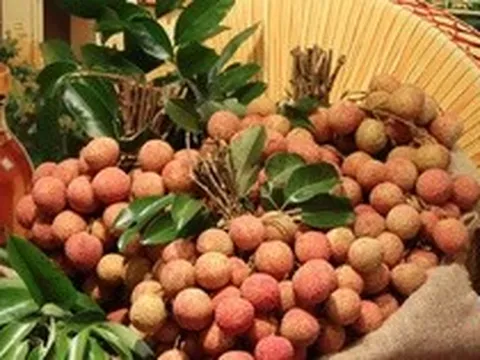 Giá vải thiều tăng cao chưa từng có, loại đẹp và chất lượng cao giá từ 130-150 ngàn đồng/kg