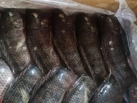 Một sản vật dưới nước của Việt Nam liên tục đón tin vui: Xuất khẩu tăng 101%, Brazil liên tục gom mua