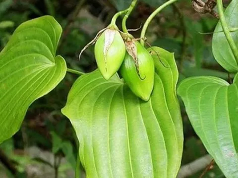 Loại cây mọc dại được ví quý "như sâm người nghèo", giúp bổ phổi, giảm ho nhưng ít người biết đến