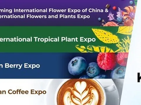 Xuất khẩu hoa của Vân Nam duy trì đà tăng trưởng mạnh mẽ trước thềm IFEX Kunming 2026