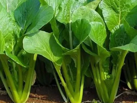 Ăn rau cải mỗi ngày suốt 10 năm, người phụ nữ 60 tuổi bất ngờ khi đi khám