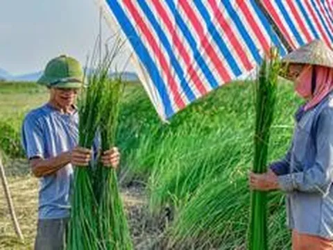 "Mùa vàng" trên cánh đồng cói lớn nhất Thanh Hóa