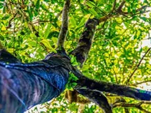 Tận thấy quần thể chè quý hiếm giữa rừng nguyên sinh Quảng Ninh