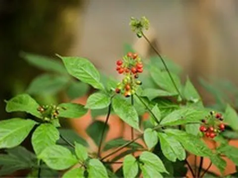 “Quốc bảo” Việt Nam lọt vào tầm ngắm tỷ phú Trần Bá Dương