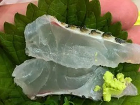 Một loại cá rẻ bèo bán đầy chợ Việt Nam, dinh dưỡng vượt cá hồi, được người Nhật tăng mua để làm sashimi