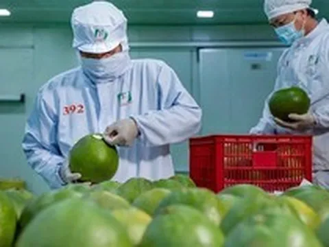 Trung Quốc - “bạn hàng” xuất khẩu nông sản lớn nhất của Việt Nam