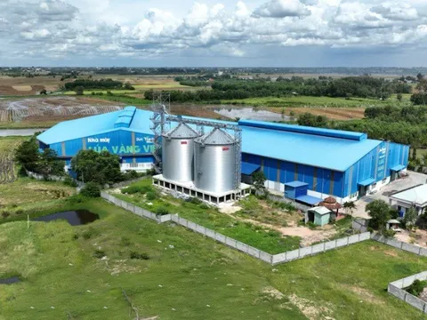 Gạo Lúa Vàng Việt: Hành trình 4 năm khẳng định chất lượng Gạo Tây Ninh