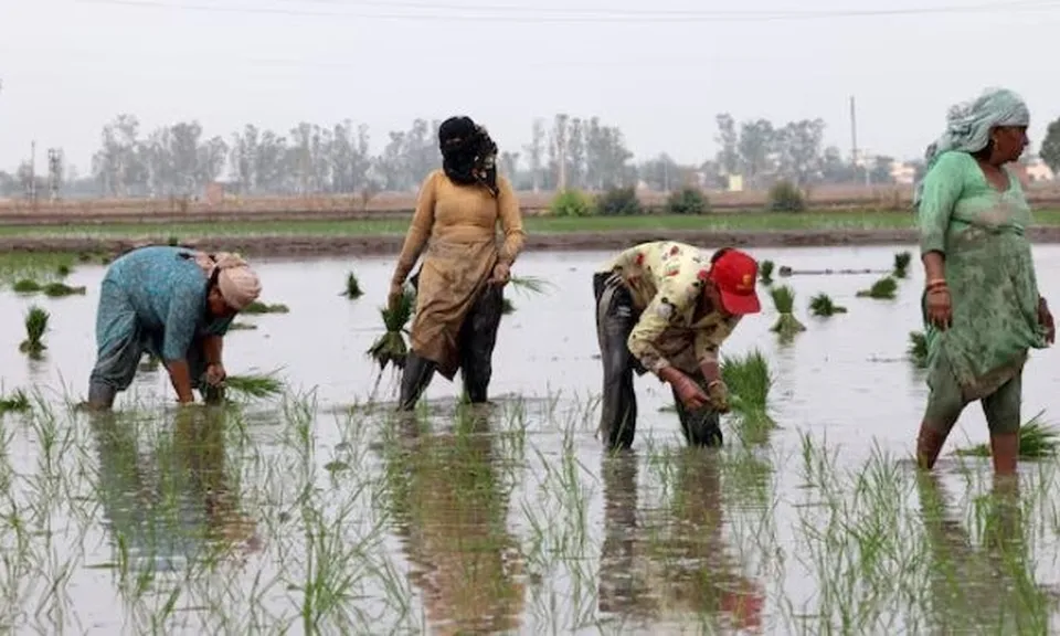 Ông trùm xuất khẩu gạo lớn nhất thế giới đón sóng gió: Hơn 400.000 tấn gạo ùn ứ tại các cảng, chi phí vận chuyển tăng vọt